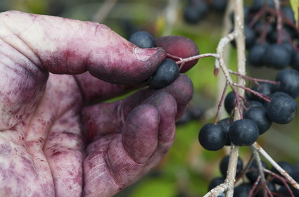 Ten owoc jest tańszy niż 30 lat temu. Plantatorzy załamują ręce