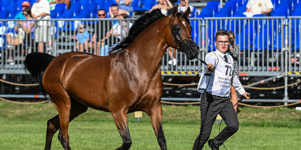 Aukcję Pride of Poland poprzedzają Dni Konia Arabskiego (na zdjęciu klacz Paolila podczas czempionaru klaczy 4-6 letnich)