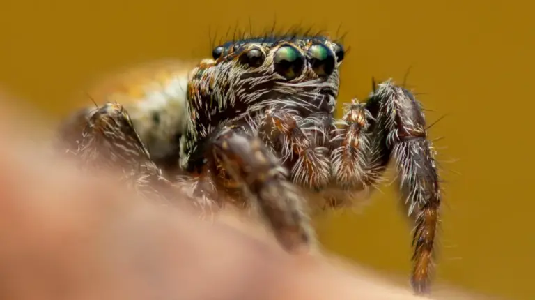 Animacje komputerowe i gogle VR przyspieszają badania nad zachowaniem pająków - INFBusiness