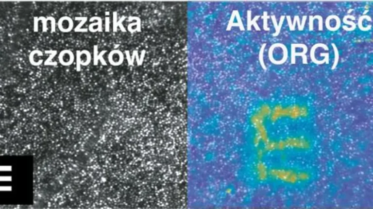 Dzięki polskim badaczom możliwe jest teraz zobaczenie komórek oka, które aktualnie coś widzą - INFBusiness