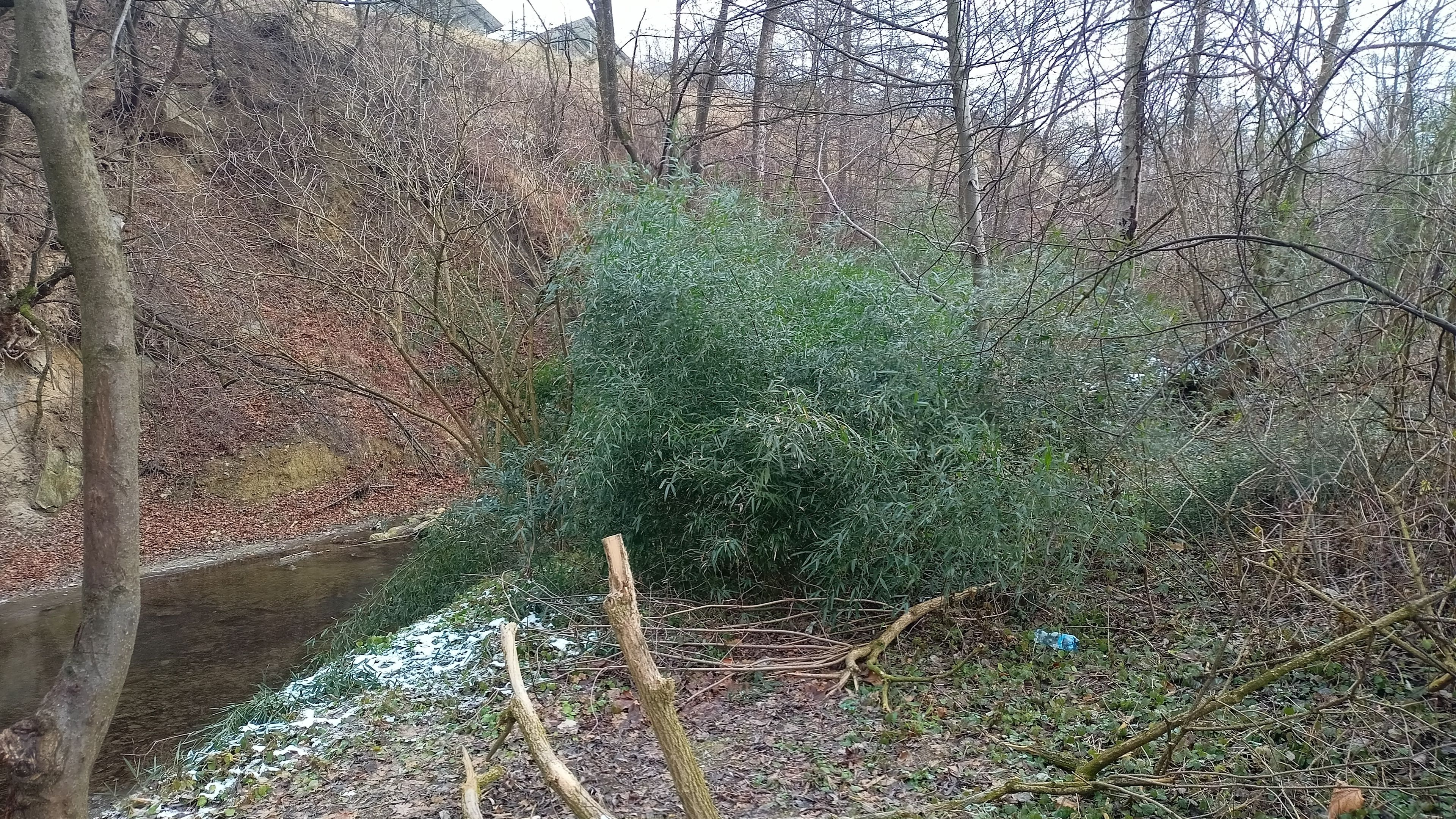 Olbrzymie łodygi miskantu górujące nad rodzimą roślinnością na brzegu strumienia Magierka. Zdjęcie A. Bylaka 1