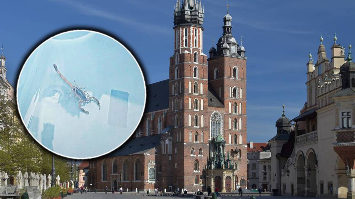 Skorpiona widziano wspinającego się po murze Kościoła Mariackiego w Krakowie Egzotyczny intruz w kościele St. Mary. Turysta podnosi alarm