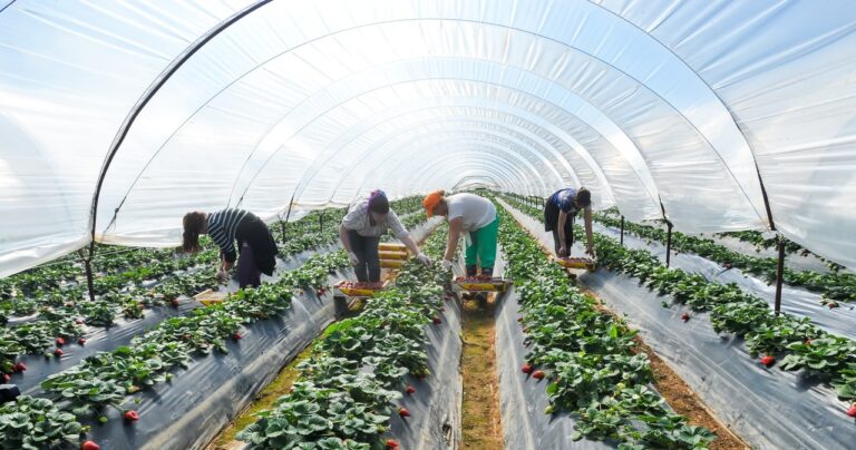 Na plantacjach brakuje pracowników. Rolnicy nie mogą sobie pozwolić na Ukraińców - INFBusiness