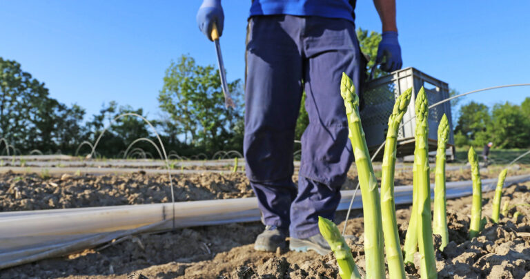 Niemcy zatrudniają Polaków na plantacji. Udostępnia smutną refleksję - INFBusiness
