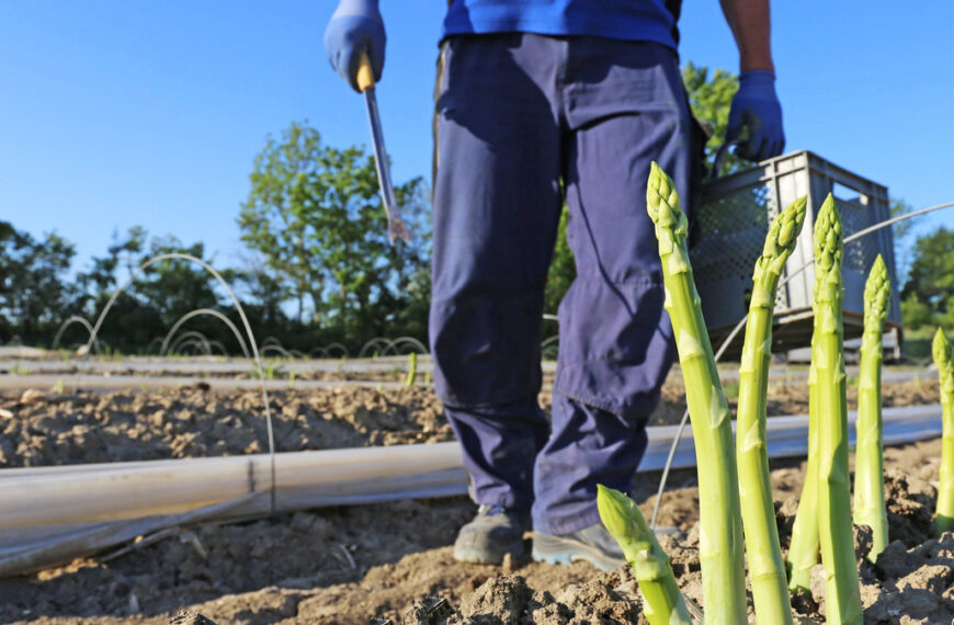 Niemcy zatrudniają Polaków na plantacji. Udostępnia smutną refleksję