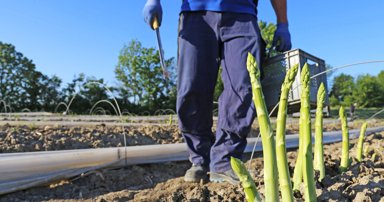 Niemcy zatrudniają Polaków. Udostępnia smutną refleksję Rolnik z Niemiec do zbiorów szparagów zatrudnia Polaków. Niemcy nie chcą pracować na plantacji. Zdjęcie ilustracyjne. /123RF/PICSEL