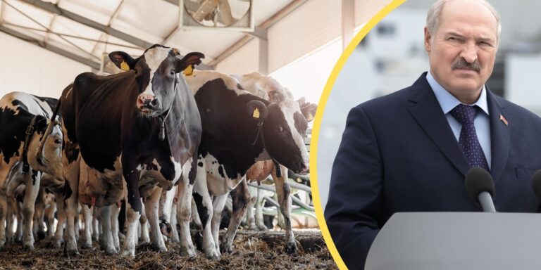 Masowa plaga bydła na Białorusi. Aleksander Łukaszenka odpowiada - INFBusiness