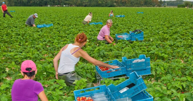 Praca sezonowa za granicą? To się już nie opłaca. - INFBusiness