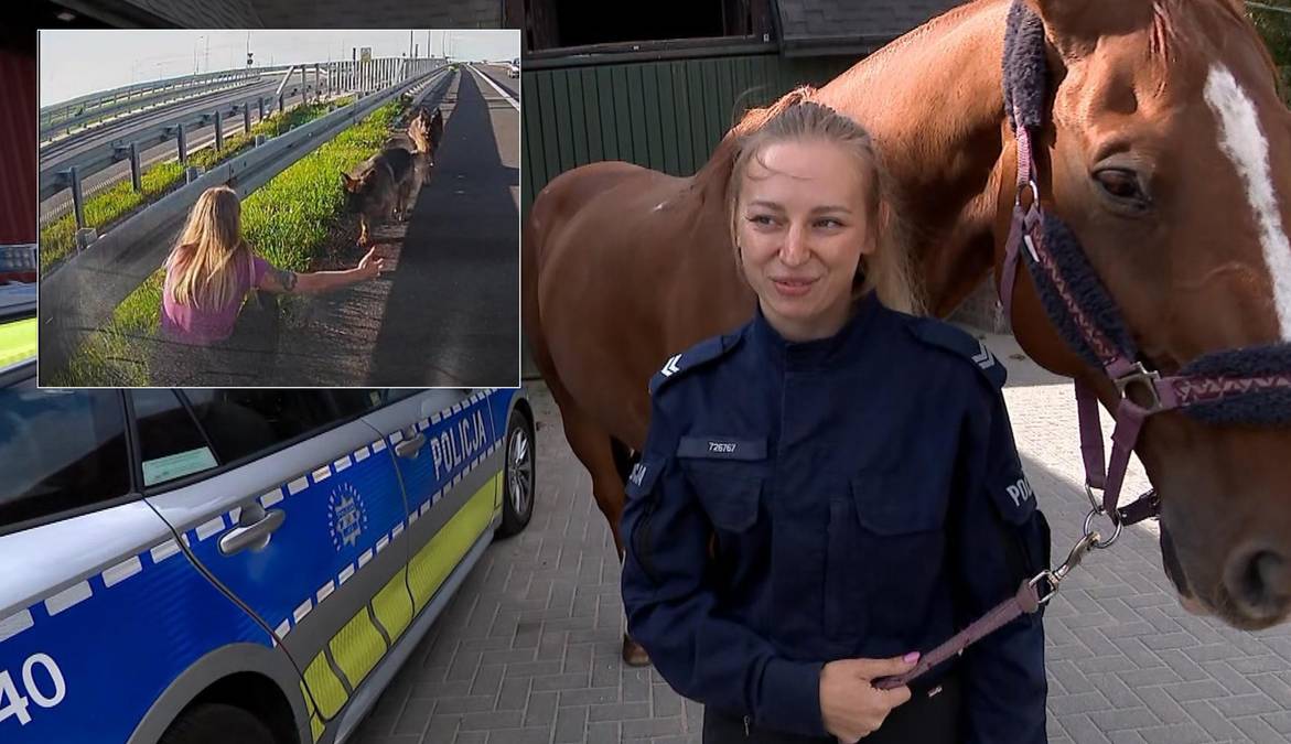 Nagranie z drogi ekspresowej S5 pod Poznaniem przyciągnęło uwagę, prezentując niecodzienną akcję ratunkową. Funkcjonariuszka Oliwia Zyg z Komisariatu Policji w Częstochowie natknęła się na dwa bezpańskie psy na jezdni. Działając szybko, zatrzymała ruch i udzieliła pomocy zwierzętom, które były zagrożone. „Podeszłam do tego jak do standardowej operacji” – wyjaśniła w wywiadzie dla „Wydarzeń”. Nagranie z policjantką obiegło media.