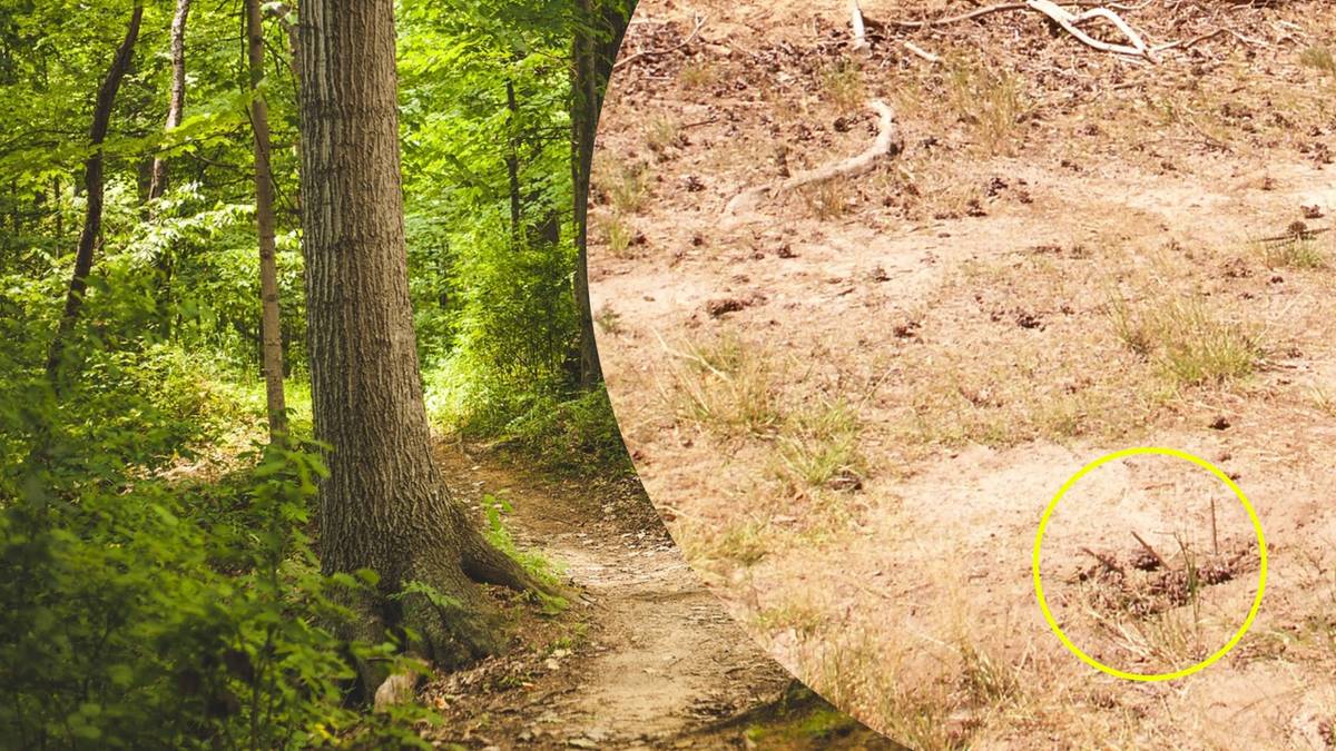 Leśnicy wyrażają oburzenie. „Kto wymyślił tak okropny pomysł?” Leśnicy rozwścieczeni odkryciem w zaroślach. „Zauważyliście to na zdjęciu?”