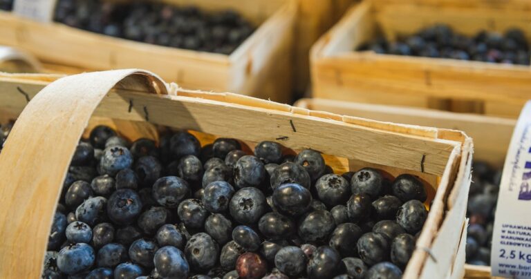 Zbieranie jagód w Szwecji. Opłacalne zajęcie dla Polaków, tyle można zarobić. - INFBusiness