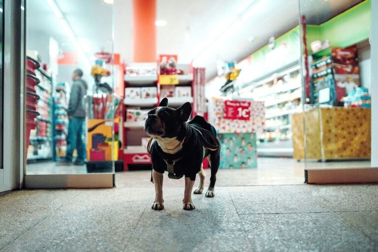 Handel przyjazny psom. Ponad połowa Polaków się z tym zgadza. - INFBusiness