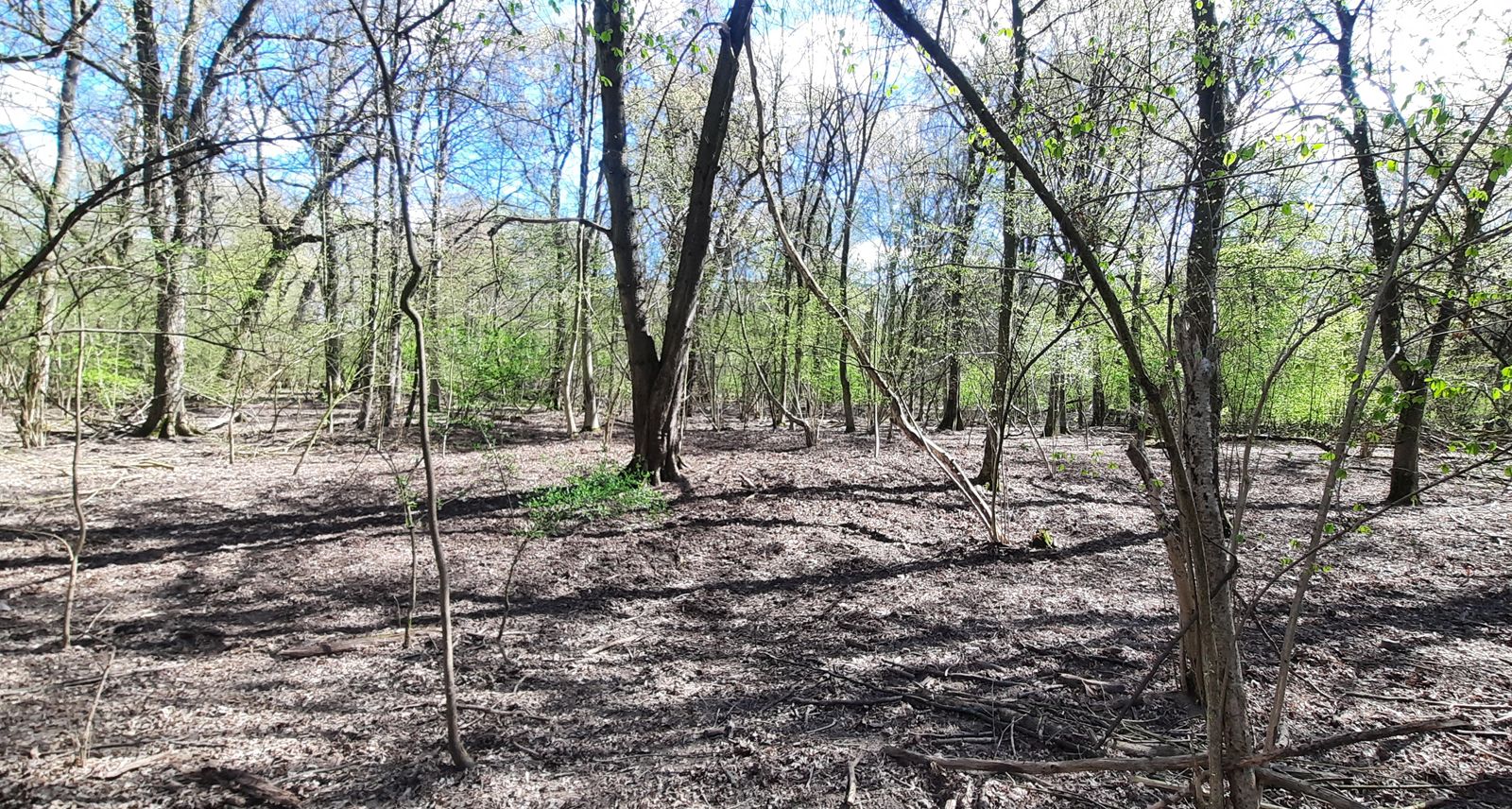 Widok na pozostałości budowli sąsiadującej z Pałacem Myśliwskim (fot. R. Solecki) 1