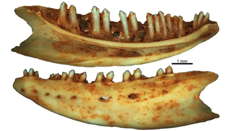 Paleontolog: Gatunki gadów i płazów zamieszkujące dżungle Europy 37 milionów lat temu były niezwykle zróżnicowane - INFBusiness