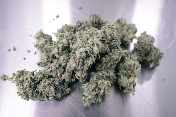 Badania łączą wysoki poziom THC z jakością jaj i problemami z płodnością