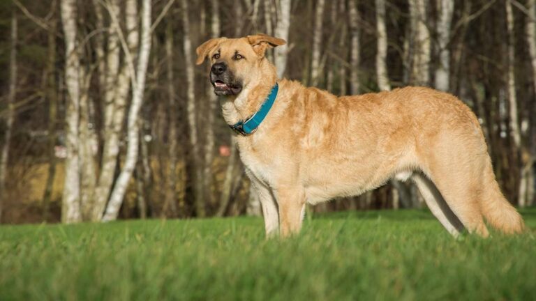 Co dalej z trzymaniem psów na smyczy? Posłowie zadecydowali Posłowie przegłosowali zakaz trzymania psów na smyczy. - INFBusiness