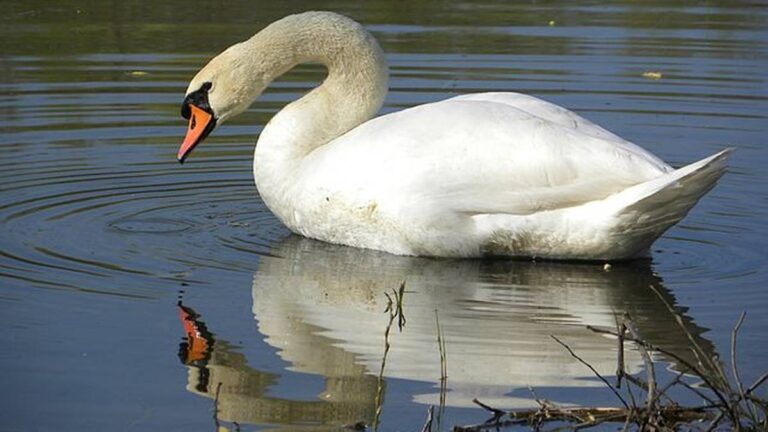 Myśliwi w Nałęczowie zastrzelili cztery łabędzie Skandal myśliwski: myśliwi strzelają do łabędzi, twierdzą, że popełnili błąd - INFBusiness