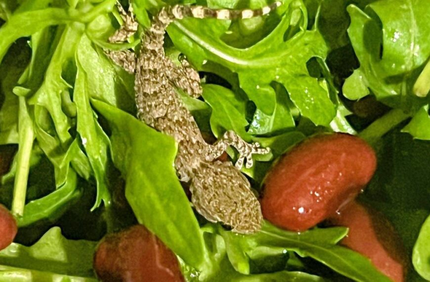 Jaszczurka w roszponce z Lidla. Blisko wpadła do sałatki w domu.