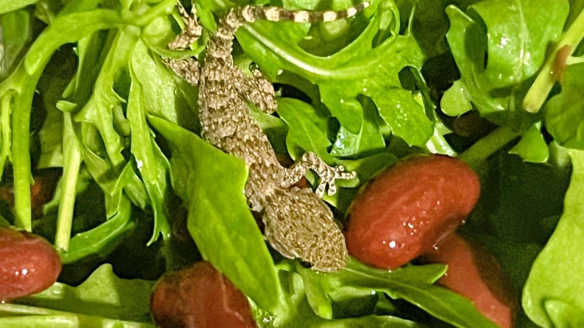 Gekon w rukoli z Lidla. Omal nie trafił do domowej sałatki