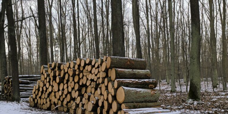 Biomasa w sektorze energii: czy polskim lasom grozi niebezpieczeństwo? - INFBusiness