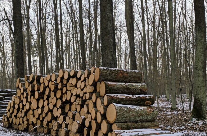 Biomasa w sektorze energii: czy polskim lasom grozi niebezpieczeństwo?
