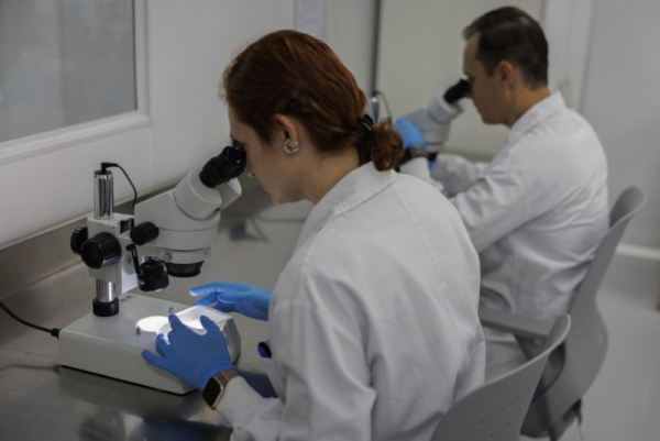 Brazylia otwiera największą na świecie biofabrykę komarów, aby zwalczać choroby
