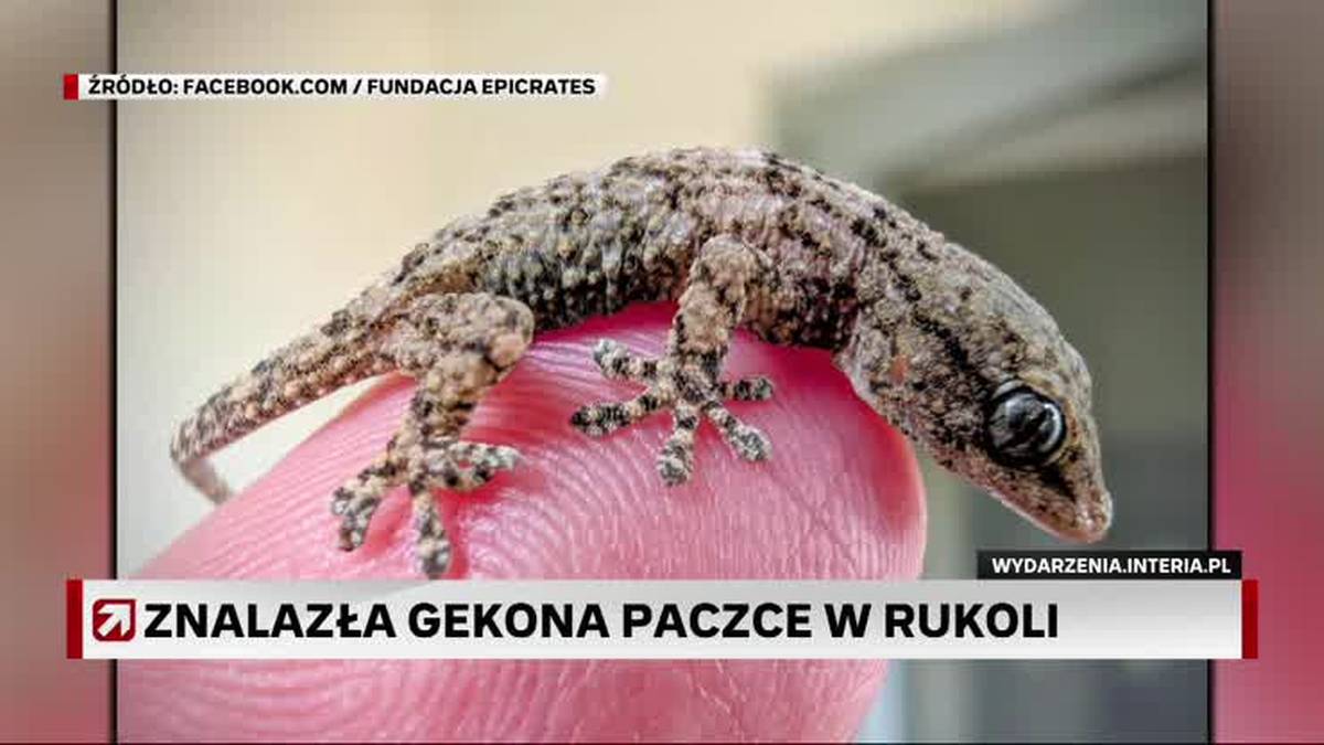 Jaszczurka w roszponce z Lidla. Blisko wpadła do sałatki w domu. - INFBusiness