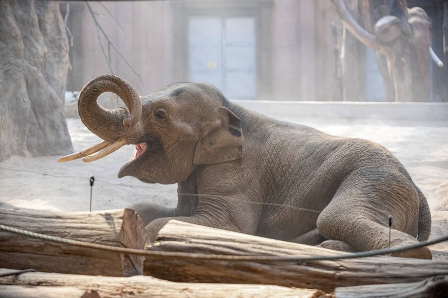 Łódź dowodzi, że administracja lokalna może prosperować jak sprawnie działające przedsiębiorstwo. Decyzja o zjednoczeniu trzech komunalnych firm pod wspólnym logiem Holdingu Łódź dała konkretne rezultaty. W miejsce zdecentralizowanych budżetów powstała jednolita jednostka z własną strategią finansową, inwestycyjną i organizacyjną. W przeciągu kilku miesięcy aglomeracja zaoszczędziła przeszło pięć milionów złotych. Ma to być wynikiem przemiany filozofii kierowania. Orientarium ZOO Łódź