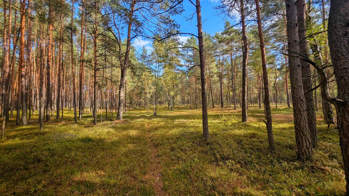 Październikowe grzybobranie? Te skarby kryją polskie lasy - INFBusiness