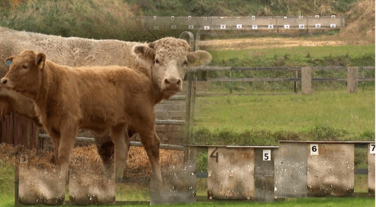 Zwierzęta wpadają w popłoch, a gospodarze w gniew. W Mielenku Gryfińskim nieopodal Szczecina trwa konflikt wokół strzelnicy, którą ulokowano na obrzeżach lasu. Sprzeciwiają się pobliscy lokatorzy, posiadacze gospodarstw agroturystycznych i stajni koni. Huk wystrzałów wywołuje u zwierząt napięcie, przez co porywają się do ucieczki. A to może skutkować stratowaniem lub kosztownymi urazami. Reportaż "Interwencji". Wiejska strzelnica. Ofiary: zwierzęta, mieszkańcy. - INFBusiness