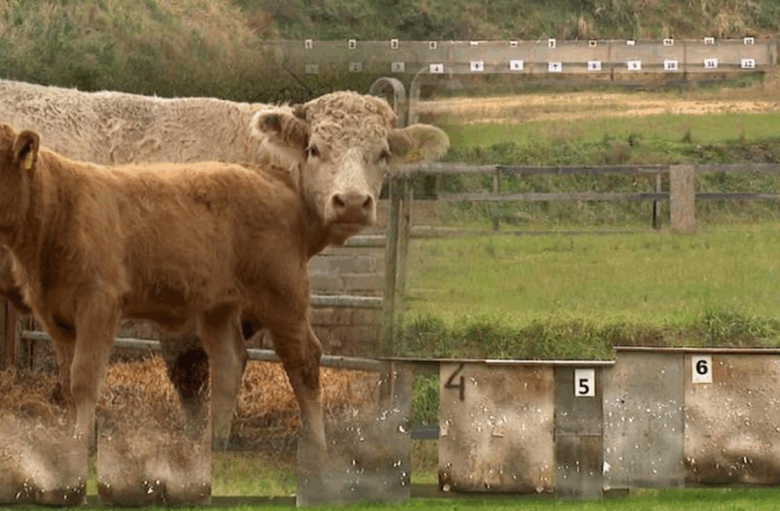 Wiejska strzelnica. Ofiary: zwierzęta, mieszkańcy.
