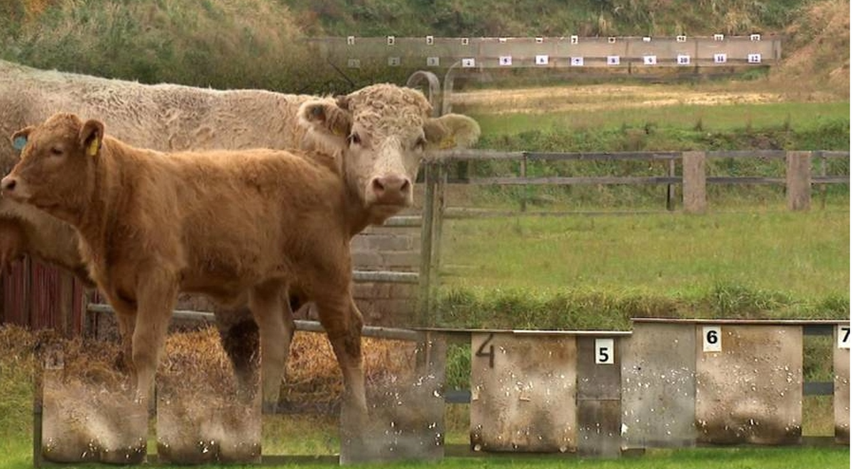 Zwierzęta wpadają w popłoch, a gospodarze w gniew. W Mielenku Gryfińskim nieopodal Szczecina trwa konflikt wokół strzelnicy, którą ulokowano na obrzeżach lasu. Sprzeciwiają się pobliscy lokatorzy, posiadacze gospodarstw agroturystycznych i stajni koni. Huk wystrzałów wywołuje u zwierząt napięcie, przez co porywają się do ucieczki. A to może skutkować stratowaniem lub kosztownymi urazami. Reportaż "Interwencji". Strzelnica obok wsi. Cierpią zwierzęta i ludzie