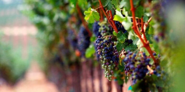 Maspex Romania, jednostka Grupy Maspex, uzyskała konieczne aprobaty na nabycie udziałów spółki Purcari Wineries w ramach oferty publicznej zrealizowanej w lipcu 2025 roku — przekazał Maspex w komunikacie dla mediów. W rezultacie grupa Maspex stała się głównym udziałowcem Purcari Wineries. Polski potentat przejmuje rozległe winnice w Mołdawii, Bułgarii i Rumunii. Dwa tysiące hektarów. - INFBusiness