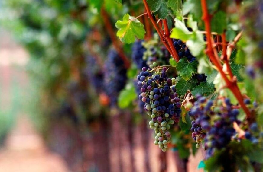 Polski potentat przejmuje rozległe winnice w Mołdawii, Bułgarii i Rumunii. Dwa tysiące…