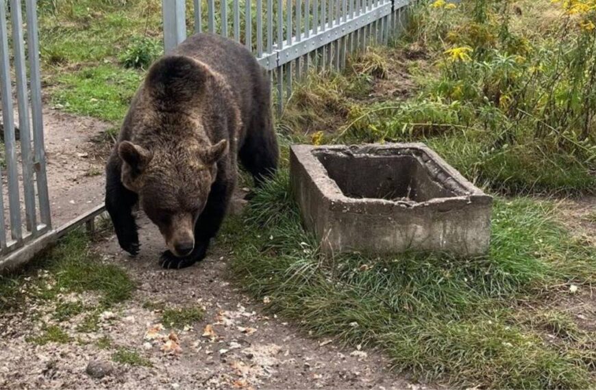 Uwięził samicę niedźwiedzia na swojej posiadłości. Interwencja stróżów prawa.
