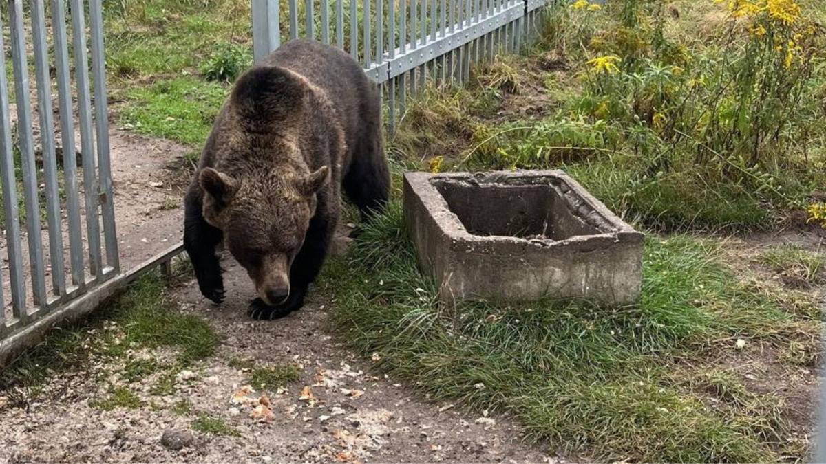 49-letni obywatel Częstochowy niezgodnie z prawem trzymał na swej działce samicę niedźwiedzia brunatnego. Po dochodzeniu policyjnym, które trwało ponad rok, mężczyzna otrzymał zarzuty od prokuratora, zaś niedźwiedzicę w całości i zdrowiu przewieziono do ZOO w Poznaniu. Brązowy niedźwiedź idzie po trawie obok betonowego obiektu, w kierunku widza. W tle znajduje się metalowy płot.