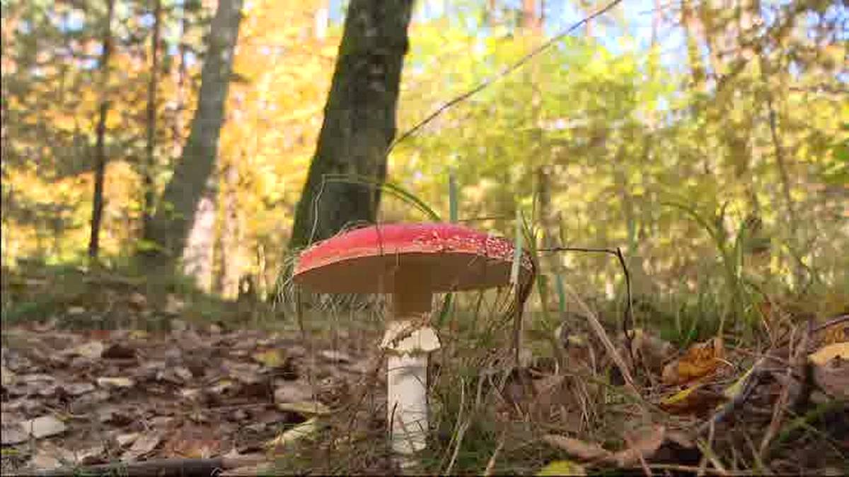 Lotto: Losowanie z 10.11.2025. Zobacz, czy masz wygraną. - INFBusiness