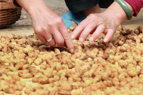 Opracowano eksperymentalny plaster, który ma pomóc dzieciom uodpornić się na orzeszki ziemne