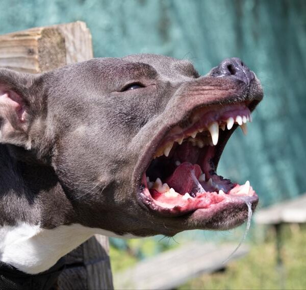 VAT za psie wydatki – możliwy odpis. Mniejszy podatek dla tej firmy.