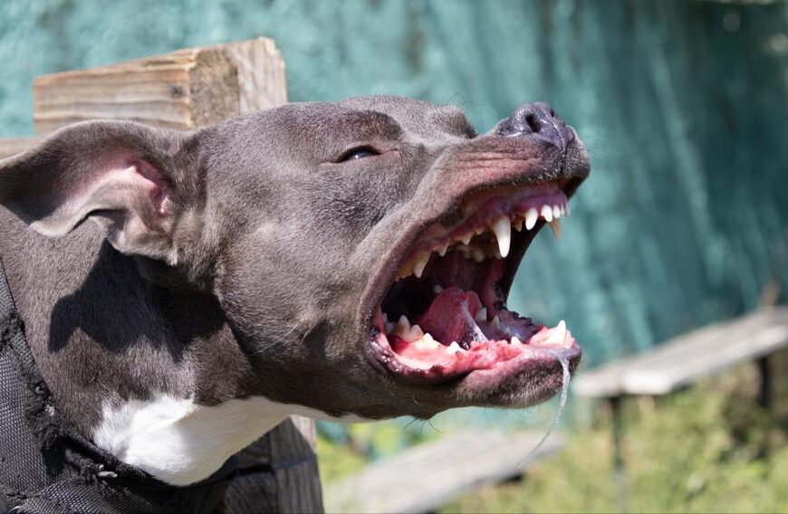 VAT za psie wydatki – możliwy odpis. Mniejszy podatek dla tej firmy.