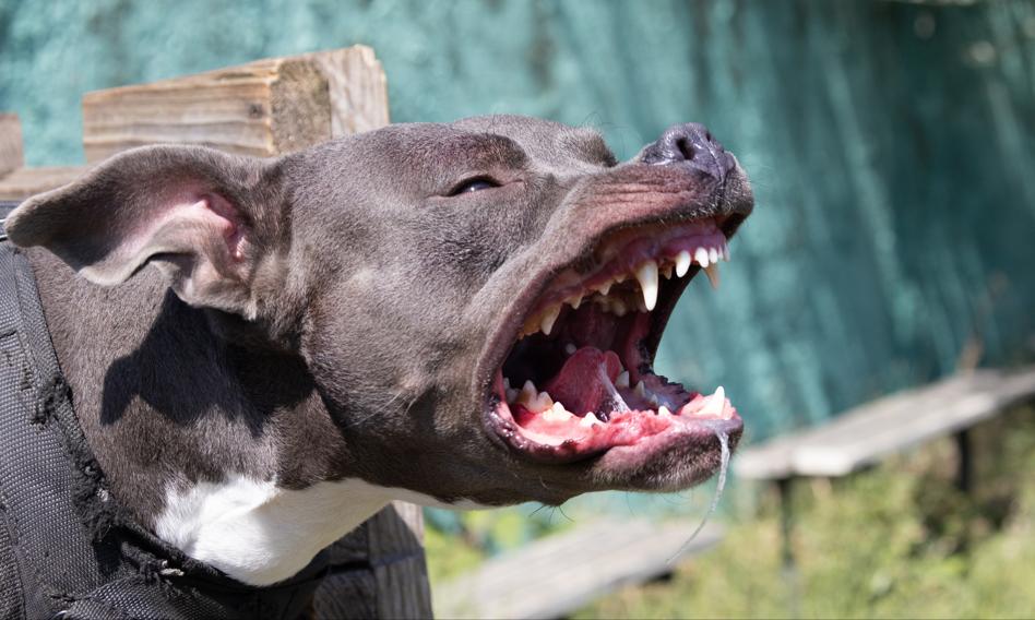 VAT od wydatków na psa można odliczyć. Ta firma zapłaci niższy podatek