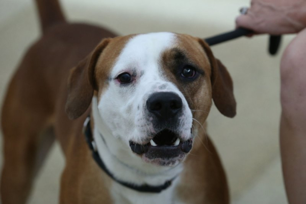 Badanie: Długotrwałe stosowanie suplementów CBD zmniejsza agresję u psów