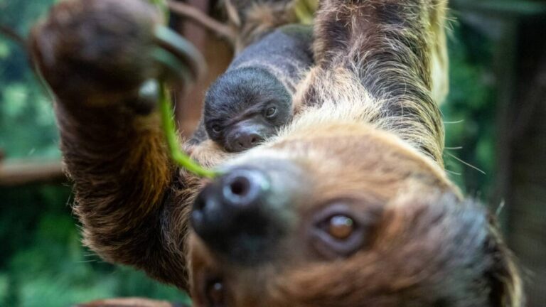 Łódzki Ogród Zoologiczny powitał nowego lokatora. "Uroczy! Oby rósł silny!" - INFBusiness