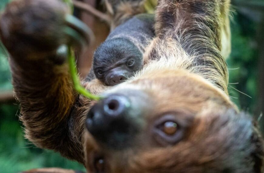 Łódzki Ogród Zoologiczny powitał nowego lokatora. „Uroczy! Oby rósł silny!”
