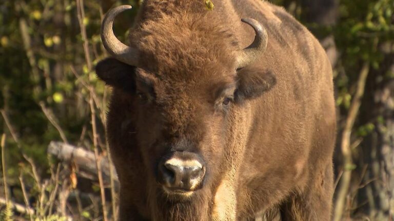 Chciał zrobić zdjęcie żubrowi. Turysta ranny, park apeluje - INFBusiness