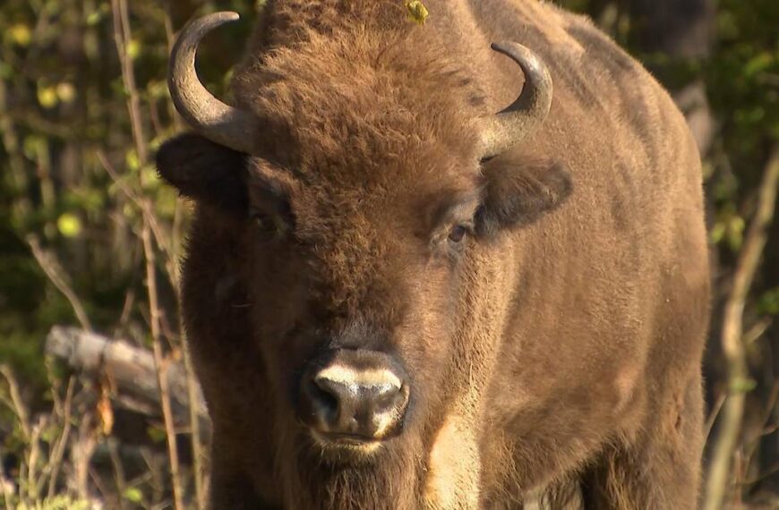 Chciał zrobić zdjęcie żubrowi. Turysta ranny, park apeluje