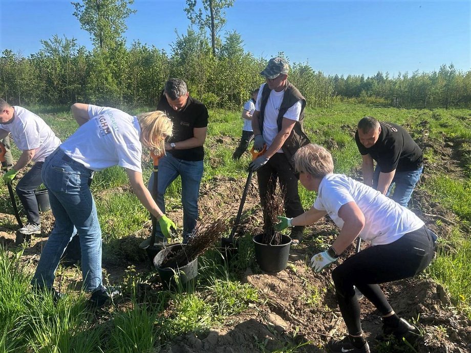 Wolontariat KGHM sadzi dęby i buki we Wróblinie Głogowskim przy Hucie Miedzi Głogów