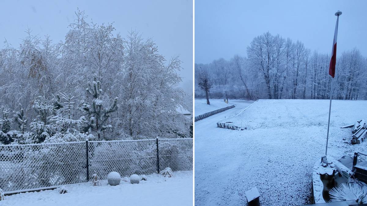 Zimowy krajobraz z drzewami pokrytymi śniegiem i otwartą przestrzenią.