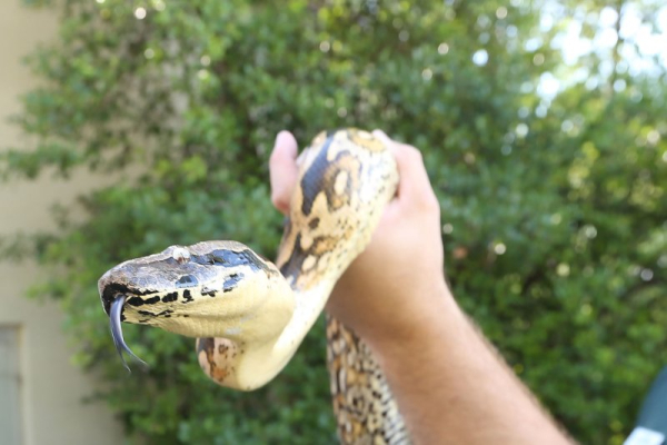 Mocz węża może prowadzić do skuteczniejszego leczenia kamieni nerkowych i dny moczanowej