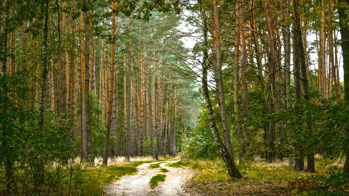 GIS ostrzega przed zagrożeniami w lesie. Jest apel o święto majowe